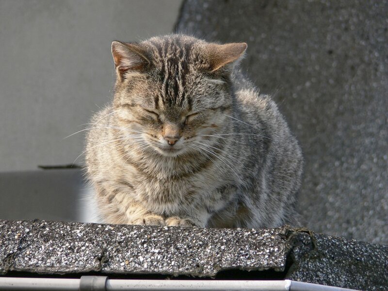 Tabby Cat Sleeping — Gray, Calm, Afternoon, Photograph