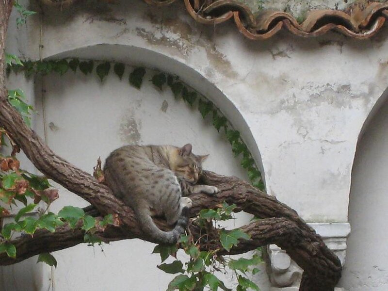 Tabby Cat Sleeping — Gray, Calm, Afternoon