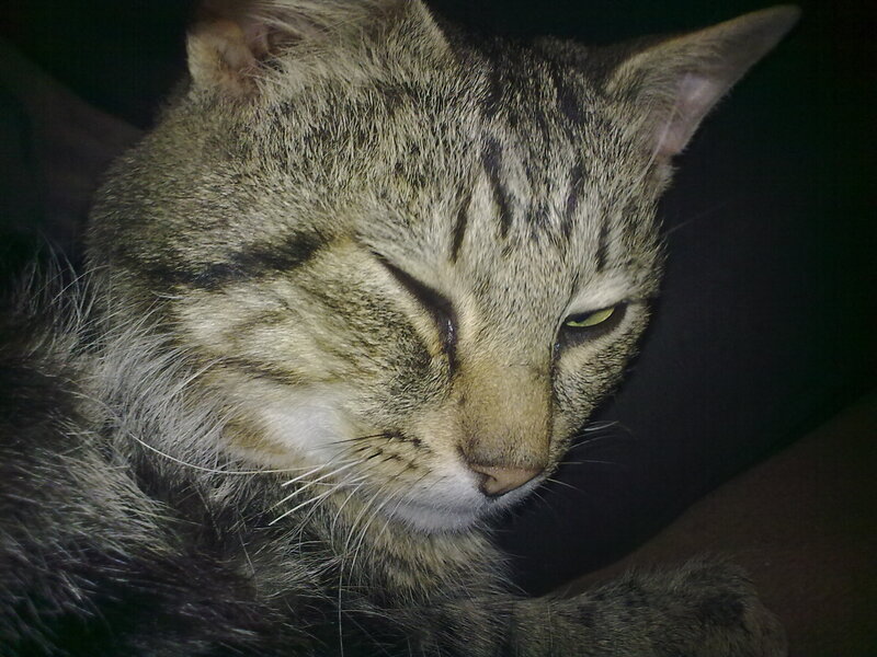 Tabby Cat Sleeping — Gray, Calm, Night