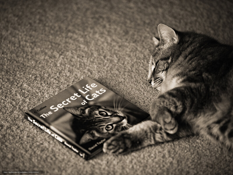 Tabby Cat Sleeping — Gray, Calm, Photograph, Book