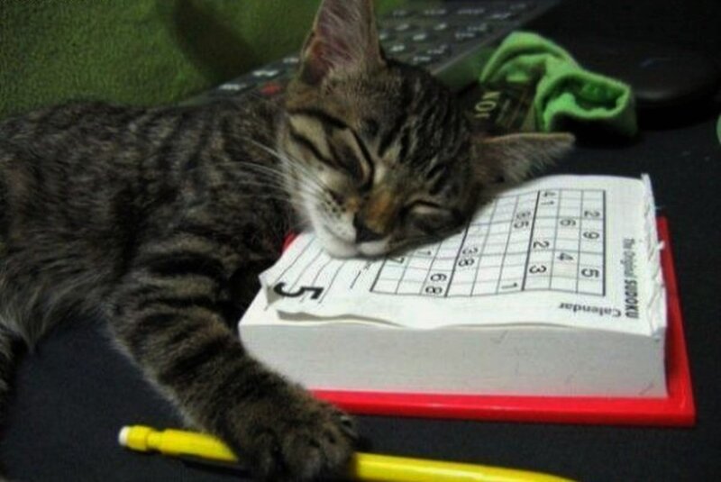 Tabby Cat Sleeping — Gray, Calm, Photograph, Calendar