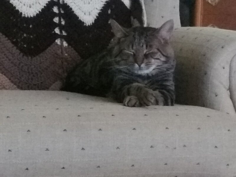 Tabby Cat Sleeping — Gray, Calm, Photograph, Couch