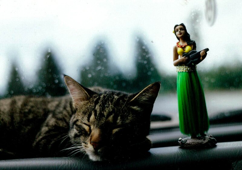 Tabby Cat Sleeping — Gray, Calm, Photograph, Hula Dancer Figurine