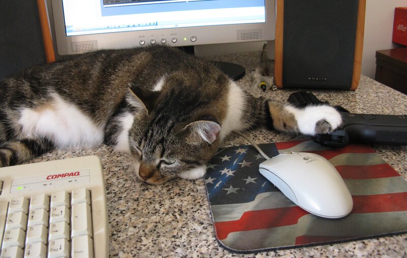 Tabby Cat Sleeping — Gray, Calm, Photograph