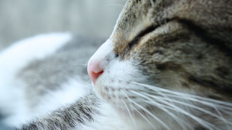 Tabby Cat Sleeping — Gray, Calm