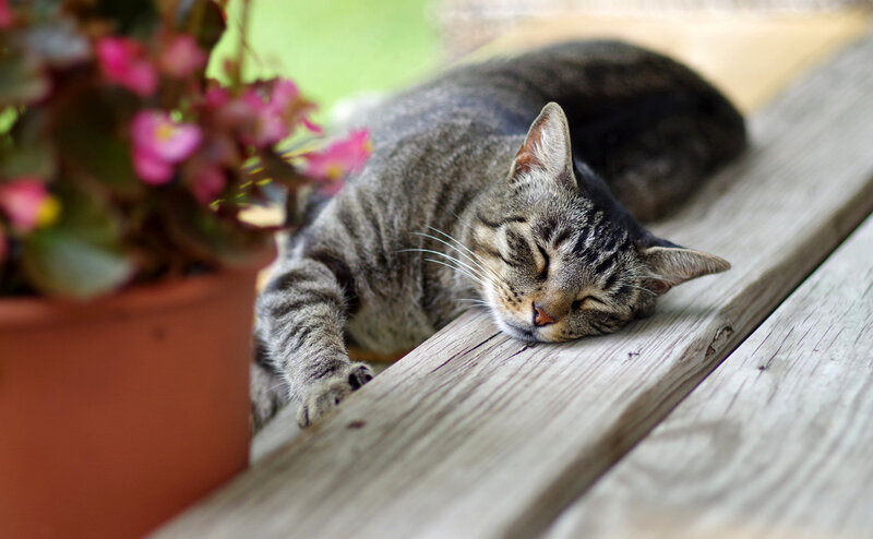 Tabby Cat Sleeping — Gray, Peaceful, Afternoon