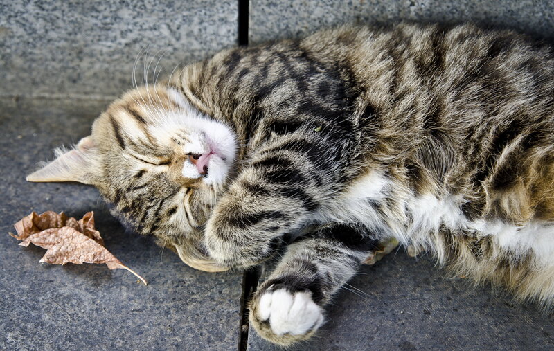 Tabby Cat Sleeping — Gray, Peaceful, Autumn