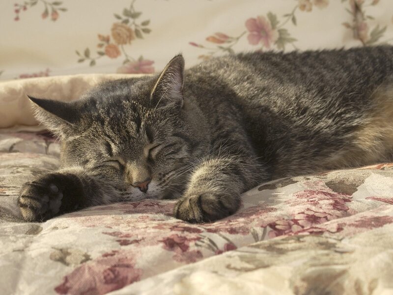 Tabby Cat Sleeping — Gray, Peaceful, Morning, Photograph