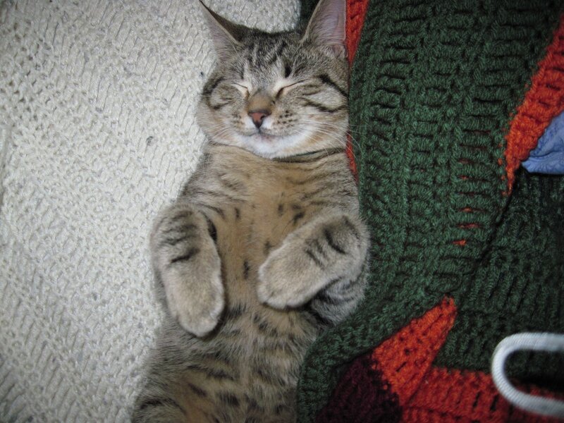 Tabby Cat Sleeping — Gray, Peaceful, Photograph, Blanket
