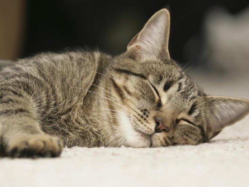 Tabby Cat Sleeping — Gray, Peaceful, Photograph, Carpet