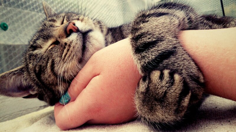 Tabby Cat Sleeping — Gray, Peaceful, Photograph, Hand