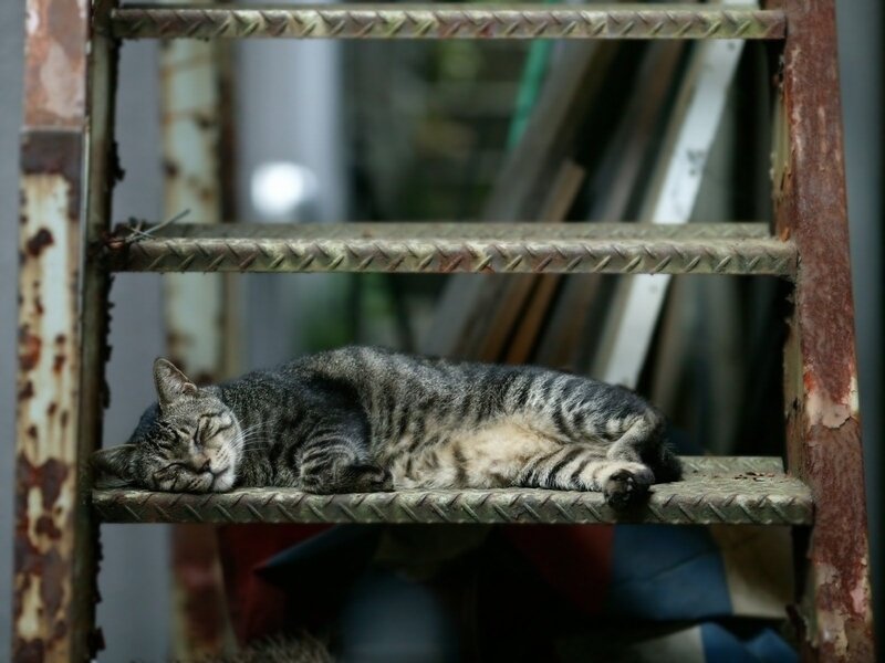 Tabby Cat Sleeping — Gray, Peaceful, Photograph, Ladder, Rust