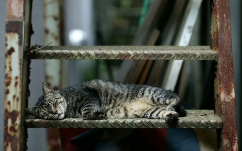 Tabby Cat Sleeping — Gray, Peaceful, Photograph, Ladder