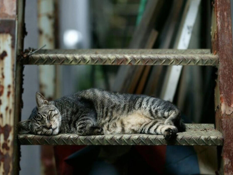 Tabby Cat Sleeping — Gray, Peaceful, Photograph, Metal Shelf