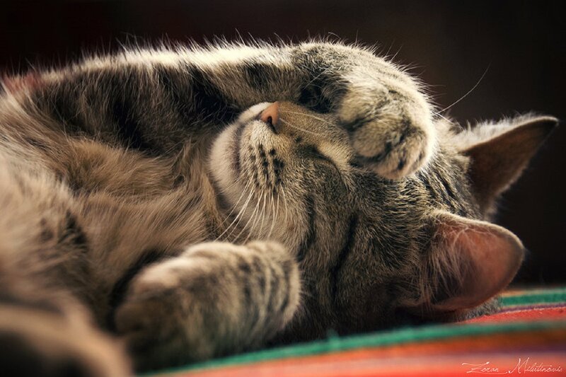 Tabby Cat Sleeping — Gray, Peaceful, Photograph, Paw