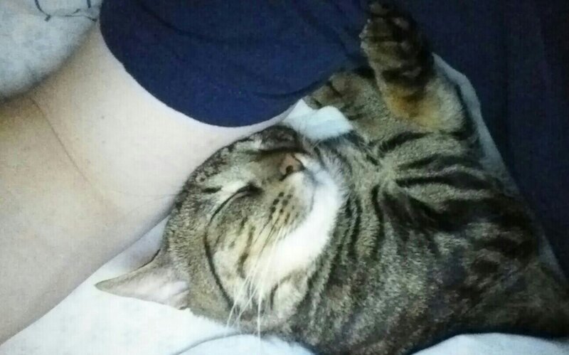 Tabby Cat Sleeping — Gray, Peaceful, Photograph, Person