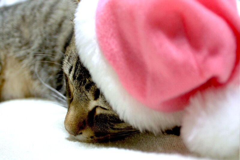 Tabby Cat Sleeping — Gray, Peaceful, Photograph, Santa Hat