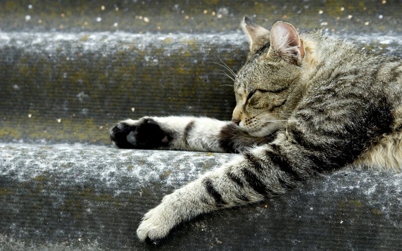 Tabby Cat Sleeping — Gray, Peaceful, Photograph, Steps