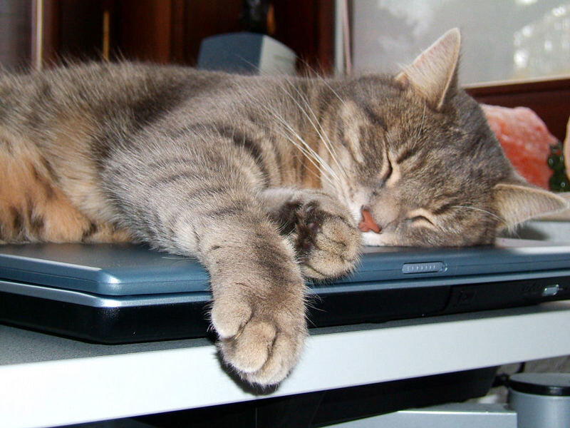 Tabby Cat Sleeping — Gray, Peaceful, Photograph