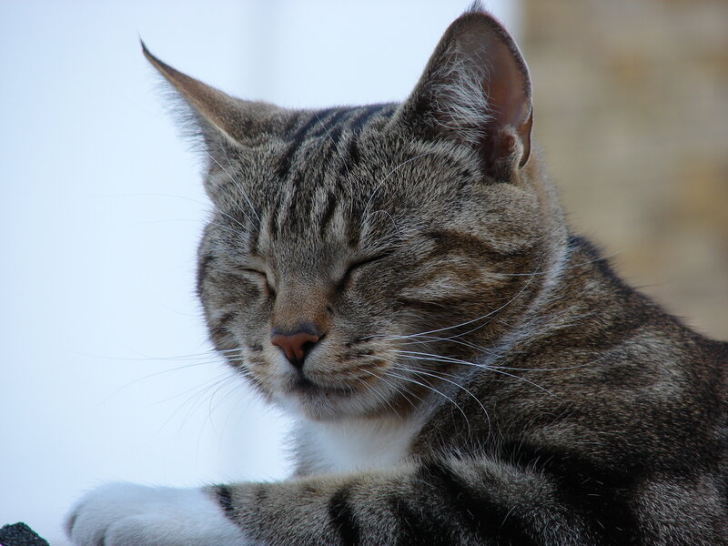 Tabby Cat Sleeping — Gray, Peaceful, Photograph, Whiskers, Paw