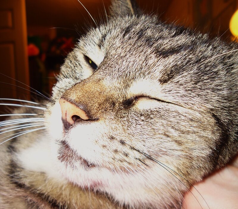 Tabby Cat Sleeping — Gray, Peaceful, Photograph, Whiskers