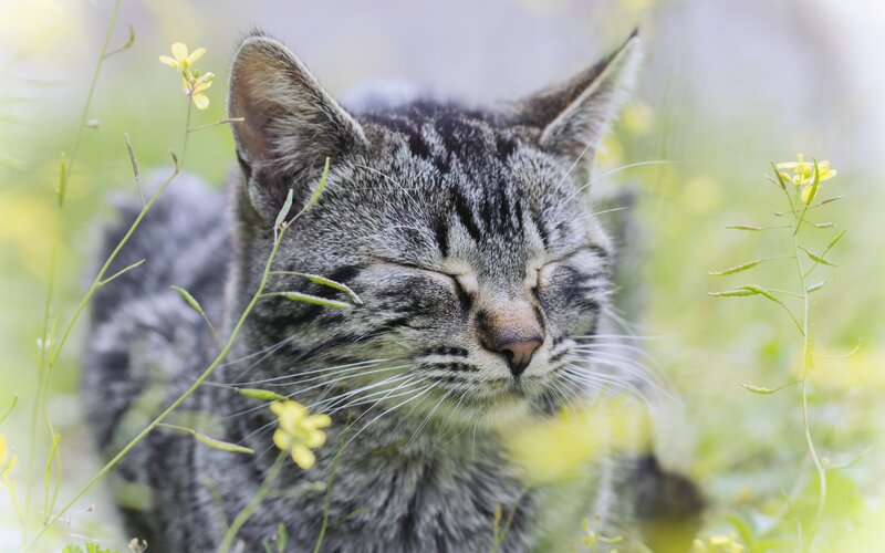 Tabby Cat Sleeping — Gray, Peaceful, Spring