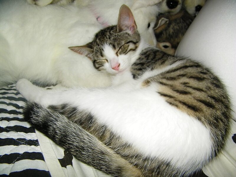Tabby Cat Sleeping — Gray, Peaceful