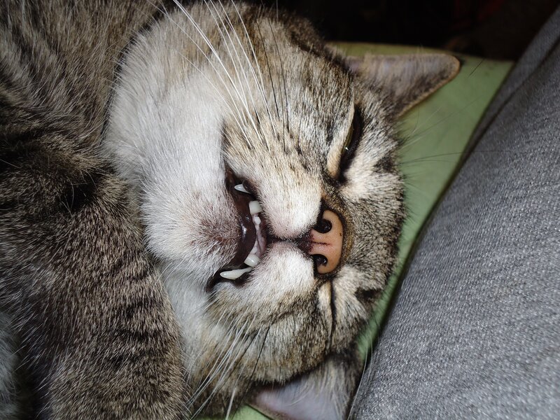 Tabby Cat Sleeping — Gray, Relaxed