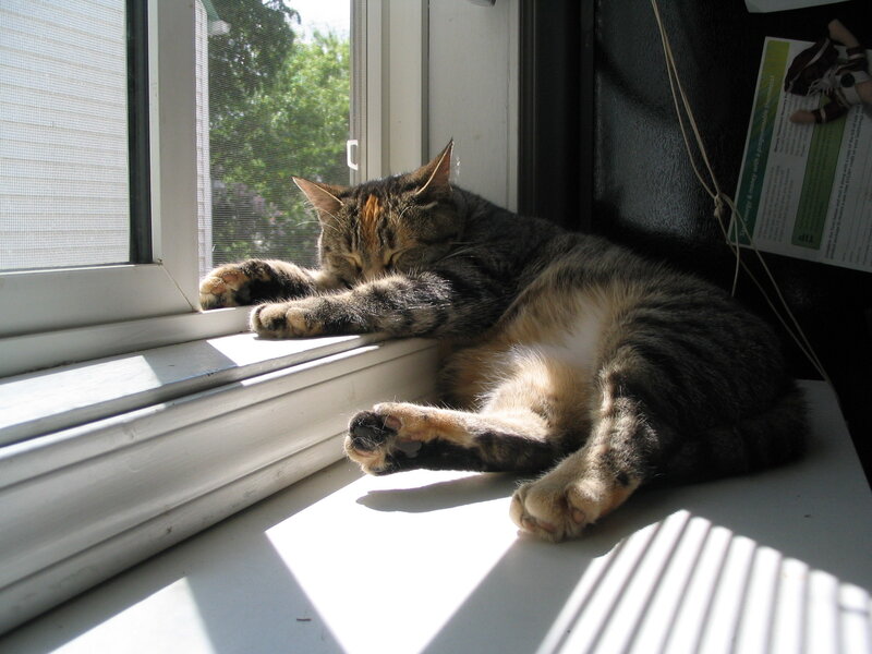 Tabby Cat Sleeping — Gray, Serene, Afternoon