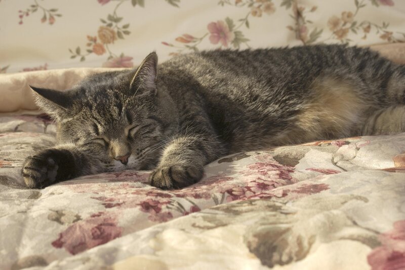 Tabby Cat Sleeping — Gray, Serene, Morning
