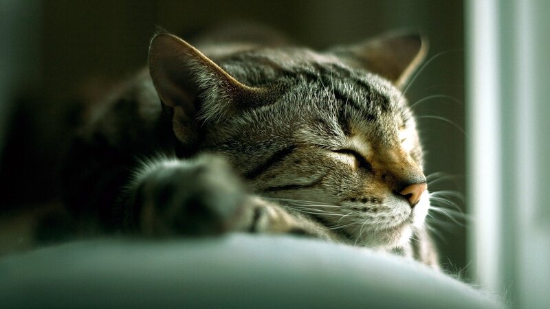 Tabby Cat Sleeping — Gray, Serene