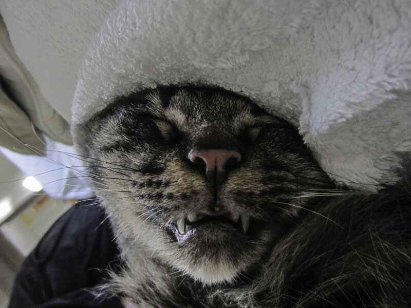 Tabby Cat Sleeping — Gray, Sleepy, Photograph