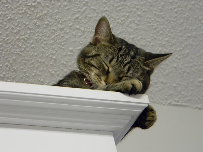 Tabby Cat Sleeping — Gray, Sleepy