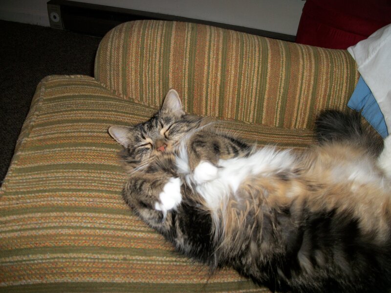 Tabby Cat Sleeping — Green, Peaceful, Night
