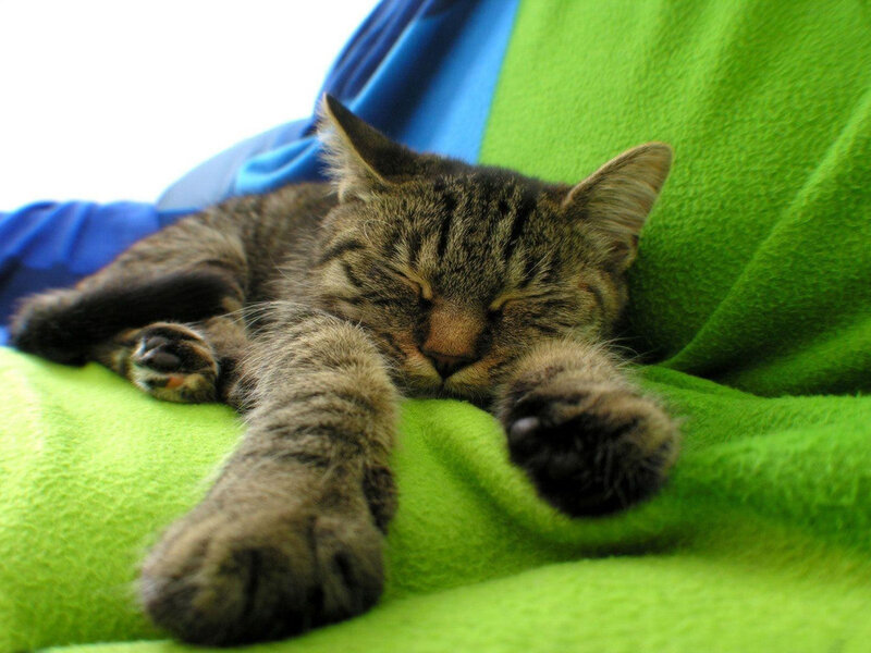 Tabby Cat Sleeping — Green, Peaceful