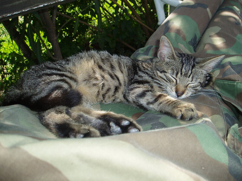 Tabby Cat Sleeping — Green