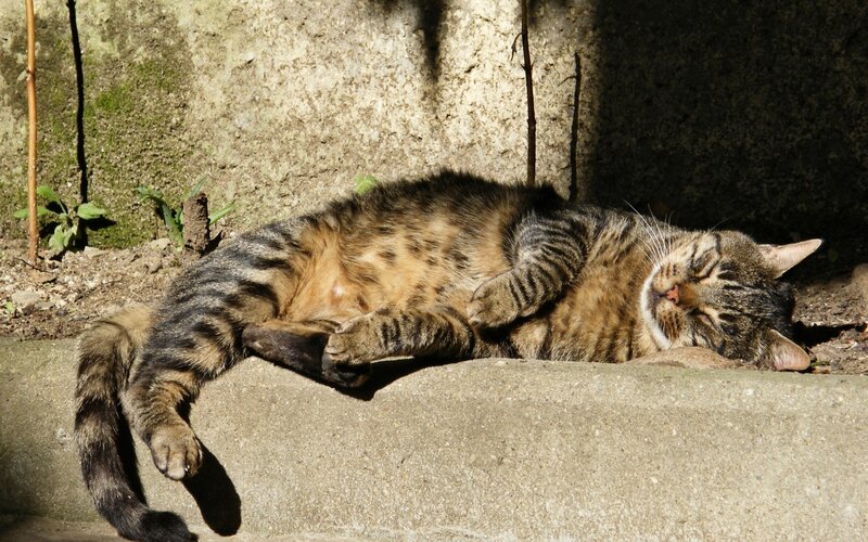 Tabby cat sleeping in sun