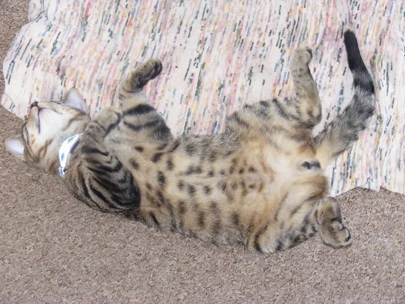 Tabby cat sleeping on back