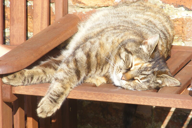 Tabby cat sleeping on bench