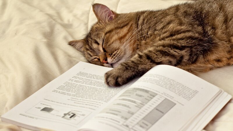 Tabby Cat Sleeping on Book — Brown