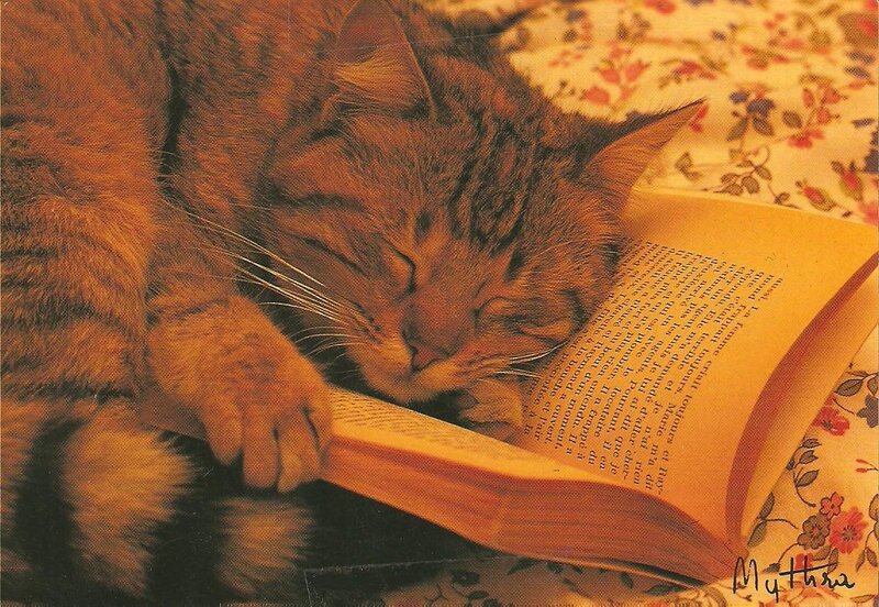 Tabby Cat Sleeping on Book