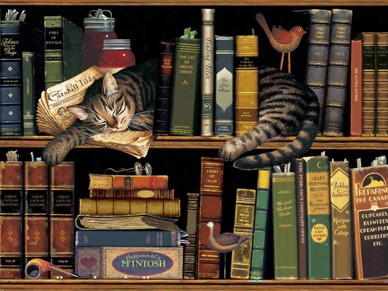 Tabby Cat Sleeping on Bookshelf