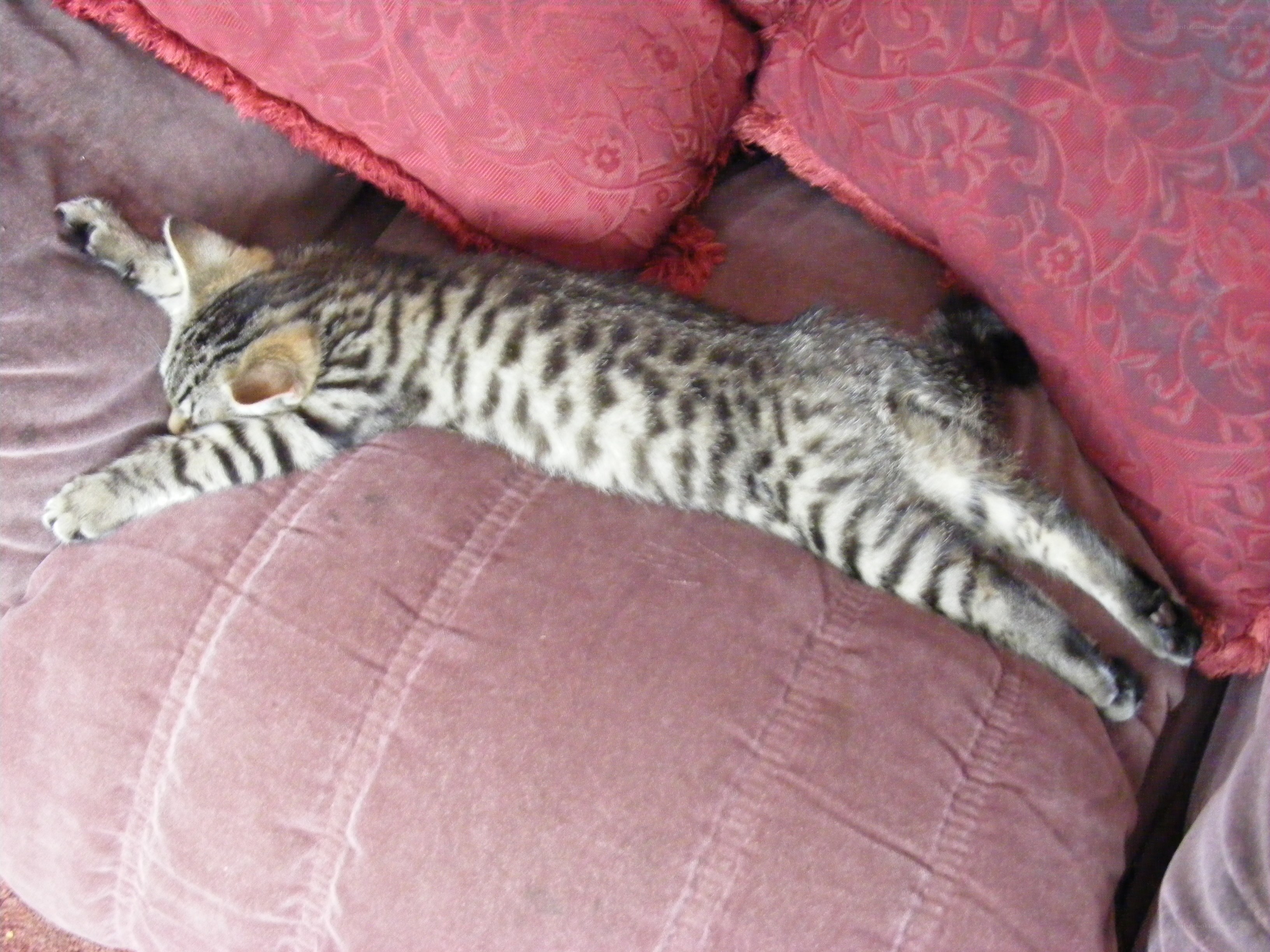 Tabby cat sleeping on couch