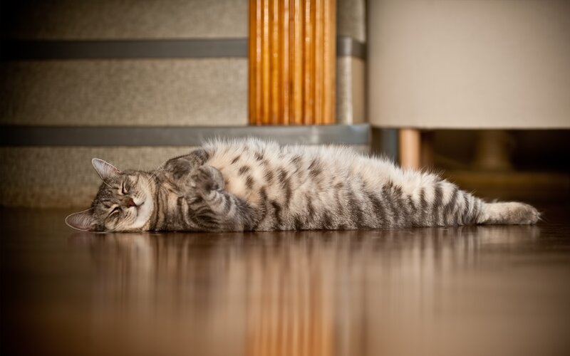 Tabby cat sleeping on floor