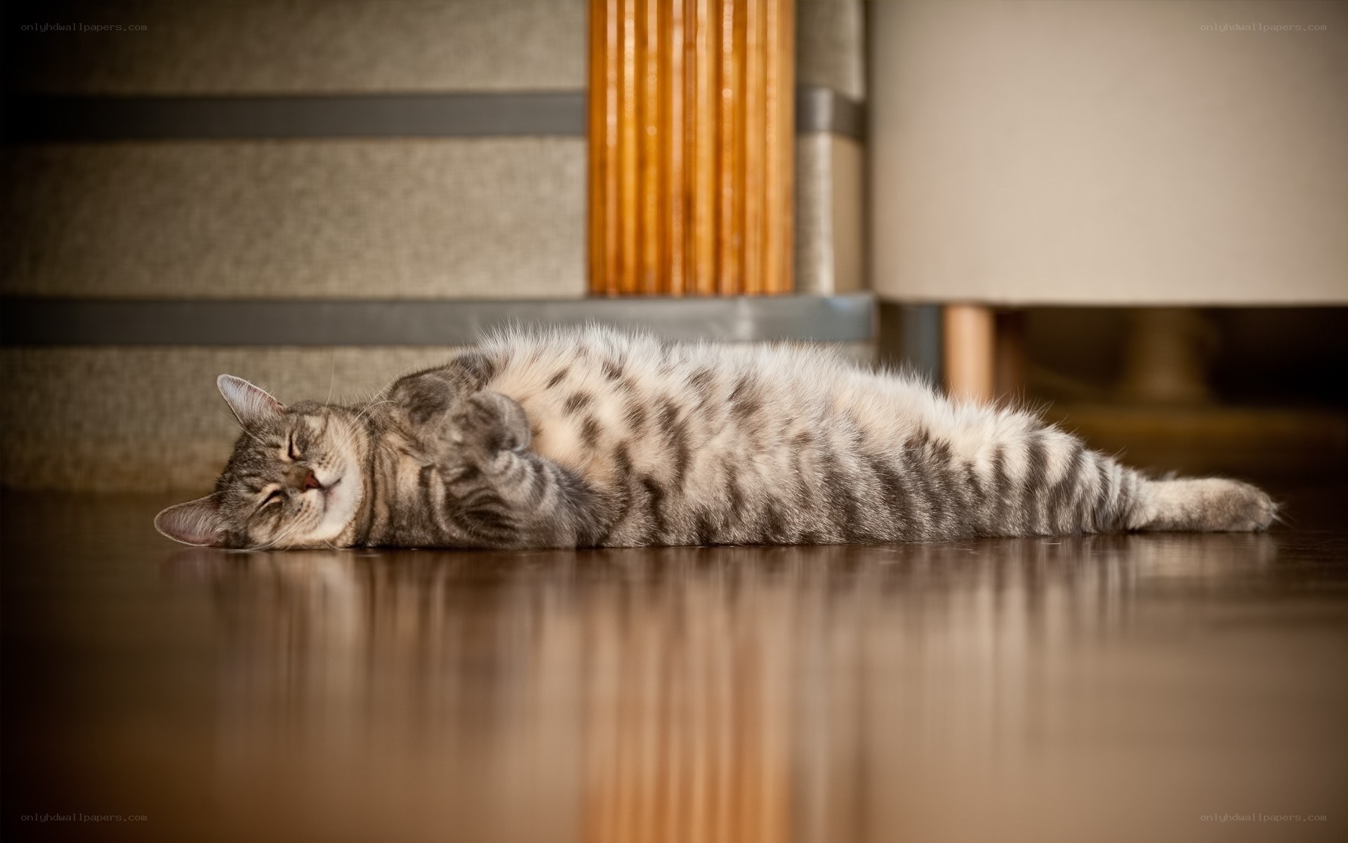 Tabby cat sleeping on floor