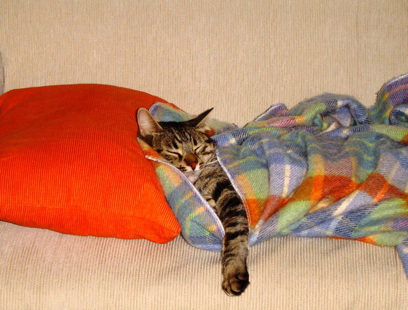 Tabby Cat Sleeping — Orange, Peaceful, Photograph