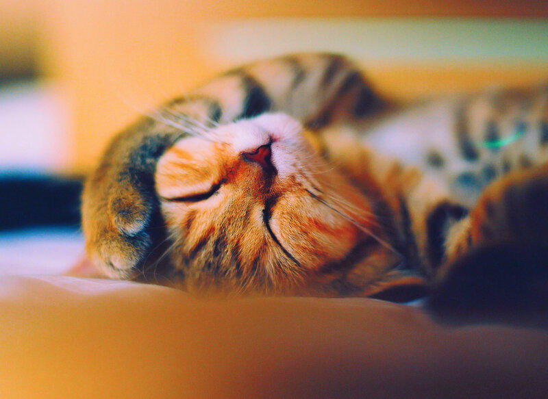 Tabby Cat Sleeping — Orange, Peaceful