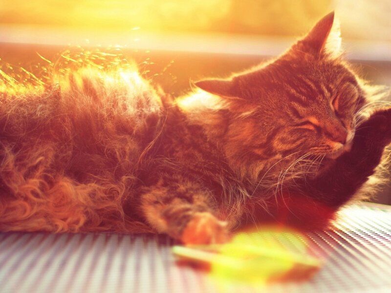 Tabby Cat Sleeping — Orange, Serene