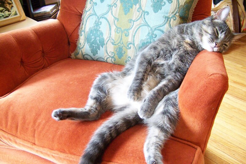 Tabby Cat Sleeping — Orange
