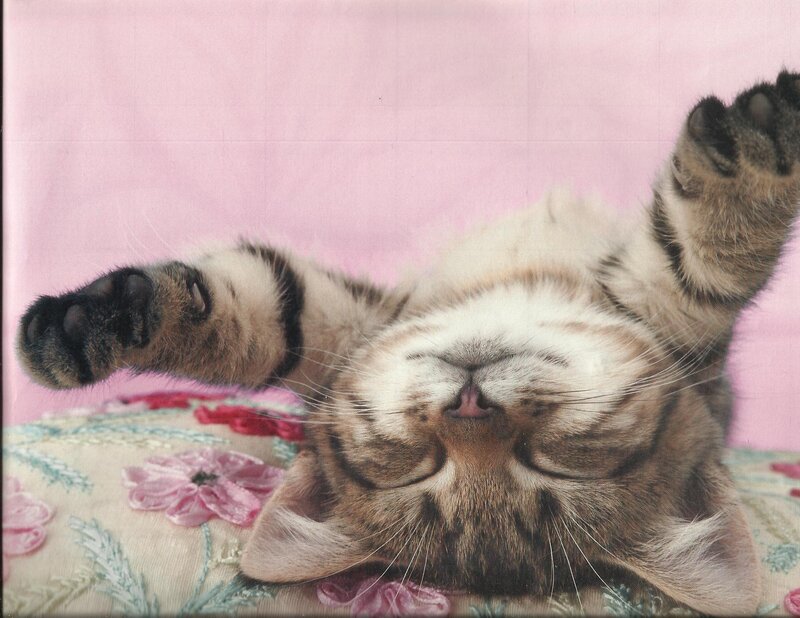 Tabby Cat Sleeping — Pink, Peaceful, Photograph, Pillow